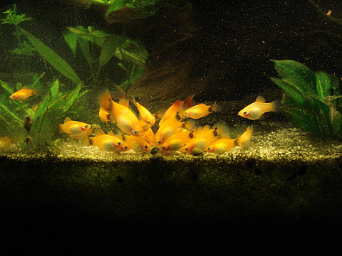 Platys