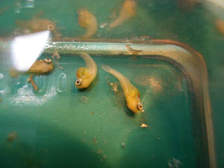 Platys