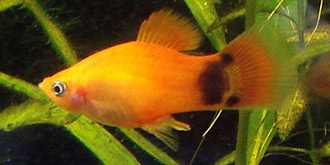 Platy Männchen