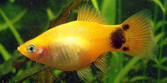 Platy Weibchen