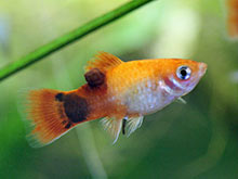 Platy.