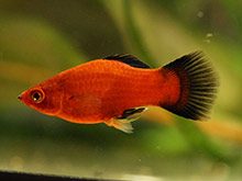 Platy.