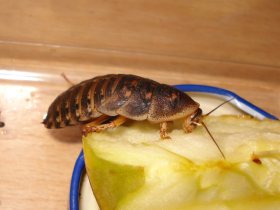 Argentinische Waldschabe