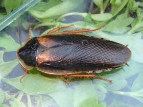 Argentinische Waldschabe. Mnnchen.