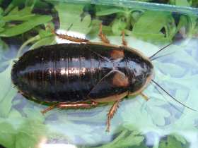 Argentinische Waldschabe. Weibchen.